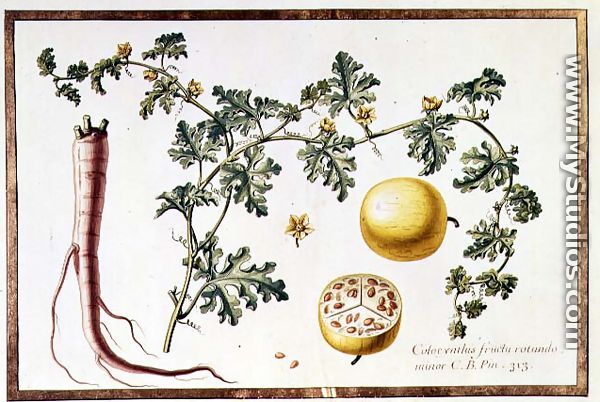 Citrullus Colocynthius - Claude Aubriet