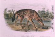 Red Wolf from Quadrupeds of North America - John James Audubon