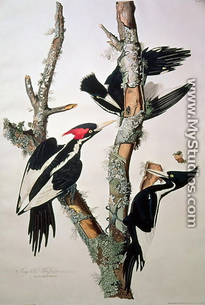 Vory-billed Woodpecker, from 