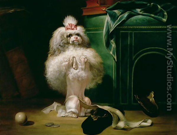 A Dog of the Havannah Breed 1768 - Jean Jacques Bachelier