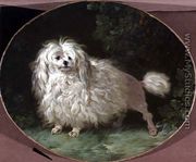 Portrait of a Poodle - Jean Jacques Bachelier