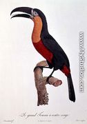 Toucan- Great Red-Bellied by Jacques Barraband - Jacques Barraband