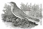 The Nightingale - Thomas Falcon Bewick