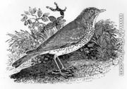 The Throstle Thrush from 'History of British Birds and Quadrupeds' - Thomas Falcon Bewick