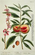 The Peach Tree, plate 101 from 'A Curious Herbal', published 1782 - Elizabeth Blackwell
