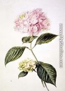 Hydrangea hortensia - Arnoldus Bloemers