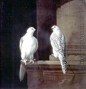 Two Iceland Falcons - Jakab Bogdany