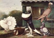 Pouter Pigeons - James E. Bourhill