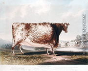 The Airedale Heifer, 1820 - John Bradley