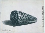 Cone Shell (Conus marmoreus) - Rembrandt Van Rijn