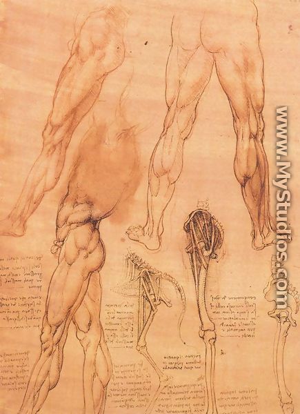 Studies of legs of man and the leg of a horse - Leonardo Da Vinci