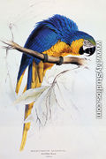 Blue And Yellow Macaw - Edward Lear