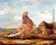 A Fancy Pigeon - James Ward