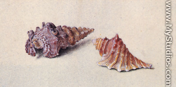 Study of Two Shells - John Ruskin