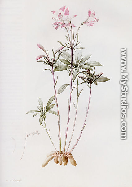 Alstroemeria Ligtu (or "Inca Lily") - Pierre-Joseph Redouté