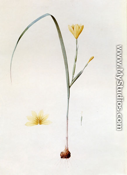 Sisyrinchium Collinum - Pierre-Joseph Redouté