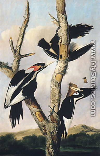 Ivory-billed Woodpeckers - Joseph Bartholomew Kidd