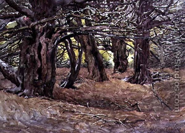 Yews in the Old Yews Wood, Earl of Radnor