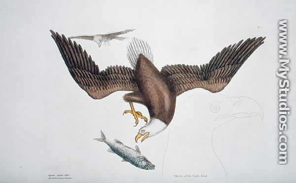 Aquila capite albo (White headed eagle or Bald eagle) plate 1 from Vol 1 of 