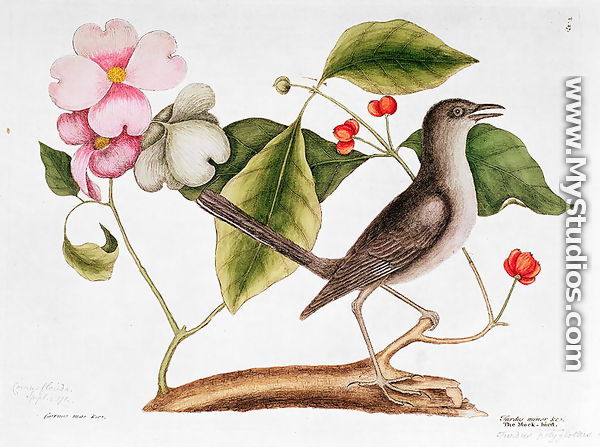 Dogwood: Cornus florida, and Mocking Bird from the 