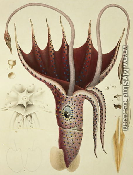 Squid, Pl.2 from 