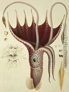 Squid, Pl.2 from 'Histoire Naturelle Generale et Particuliere des Cephalopodes Acetabuliferes', 1835-48 - Antoine Chazal