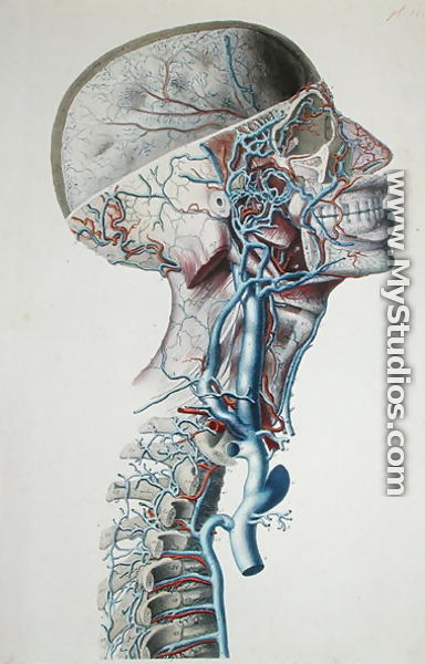 Veins and arteries in the head, plate from 