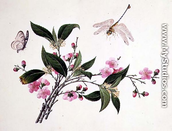 Cherry Blossom, Dragonfly and Butterfly - Chinese School