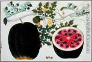 Mindikay or Water Melon, from 'Drawings of Plants from Malacca', c.1805-18 - Chinese School
