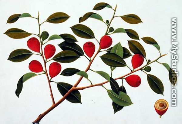 Booa Ara, inedible wild fruit, from 