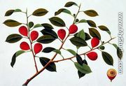 Booa Ara, inedible wild fruit, from 'Drawings of Plants from Malacca', c.1805-18 - Chinese School