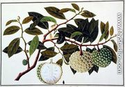 Bua Nora, from 'Drawings of Plants from Malacca', c.1805-18 - Chinese School