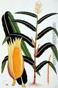Jagong or Indian Corn, from 'Drawings of Plants from Malacca', c.1805-18 - Chinese School