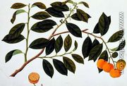 Limo Manies China or Chinese Oranges, from 'Drawings of Plants from Malacca', c.1805-18 - Chinese School