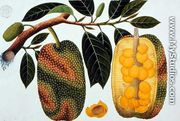 Champedak Artocarpus integrifolia or Longleaved Jack, from 'Drawings of Plants from Malacca', c.1805-18 - Chinese School