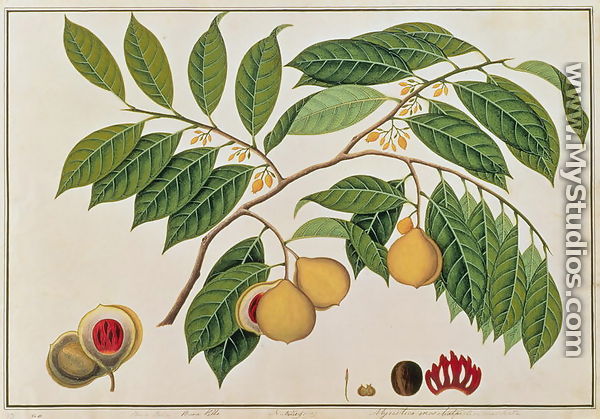 Booa Palla or Nutmeg, from 