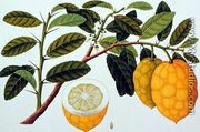 Limo Soe Sooe, Atrong or Citrus Medica, from 'Drawings of Plants from Malacca', c.1805-18 - Chinese School