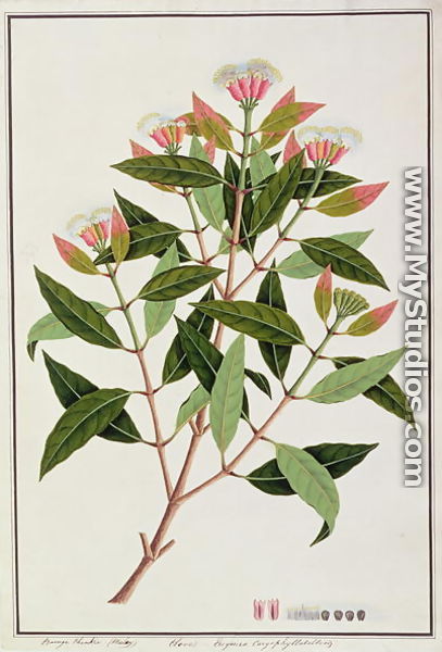 Boongo Chinkie (Malay), Eugenia Caryophyllatallen or Clove, from 