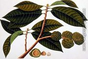 Brangam or Malay Chestnut, from 'Drawings of Plants from Malacca', c.1805-18 - Chinese School