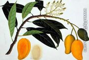 Mango Bodol, from 'Drawings of Plants from Malacca', c.1805-18 - Chinese School