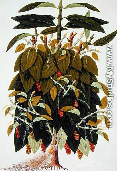Lava Etam or Black Pepper, from Drawings of Plants from Malacca