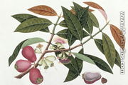 Jamboo Telore mera or Eugenia Malacceusis, from 'Drawings of Plants from Malacca', c.1805-18 - Chinese School