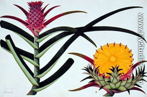 Pineapple or Bromelia, from 