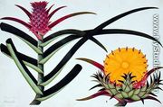 Pineapple or Bromelia, from 'Drawings of Plants from Malacca', c.1805-18 - Chinese School