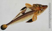 Eekan Bajie Bajie, from 'Drawings of Fishes from Malacca', c.1805-18 - Chinese School