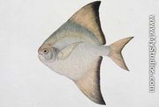 White Pamphlet, Eekan Bawal Pootie, from 'Drawings of Fishes from Malacca', c.1805-18 - Chinese School
