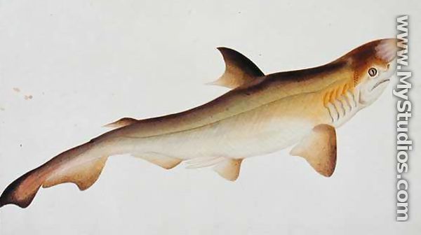 Shark, Eekan Ee-oo, from 