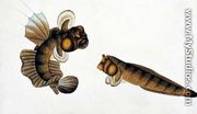 Mud Fish, Tumba Koli, from 'Drawings of Fishes from Malacca', c.1805-18 - Chinese School