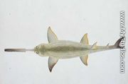Sword Snouted Shark, Eeu parrang, Squalus poristis, from 'Drawings of Fishes from Malacca', c.1805-18 - Chinese School