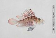 Eekan Linqah Singah, from 'Drawings of Fishes from Malacca', c.1805-18 - Chinese School